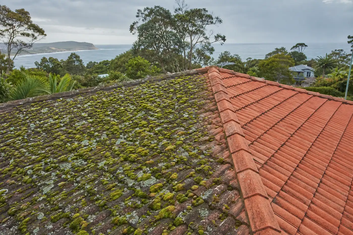 Green moss and grey lichen spreading across the shaded side of a Central Coast tiled roof